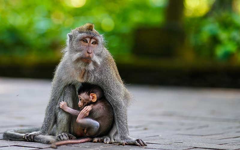 16.00 - Visit Ubud Monkey Forest
