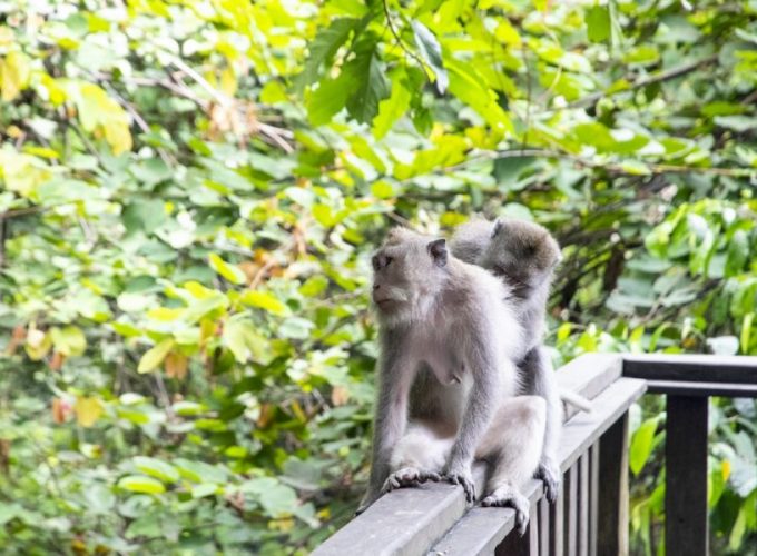 Monkeys e1663725439531