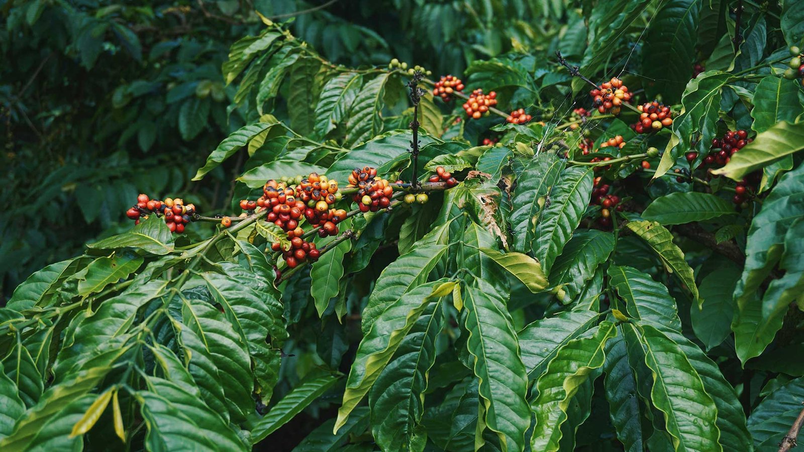 bali luwak civet coffee plantation