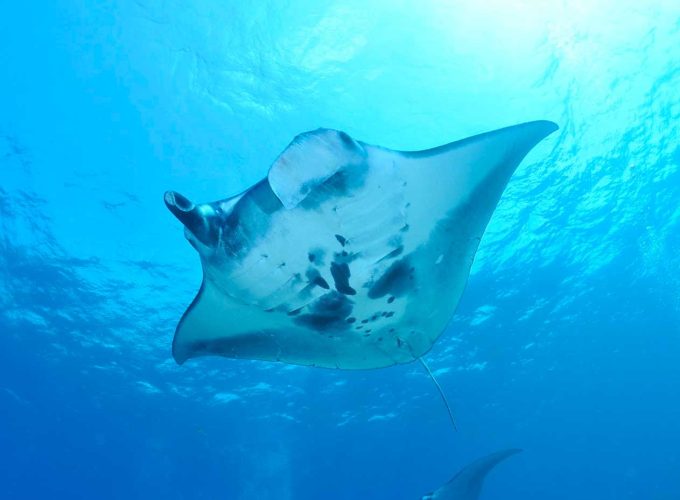 balitourvoyage dive with manta 2